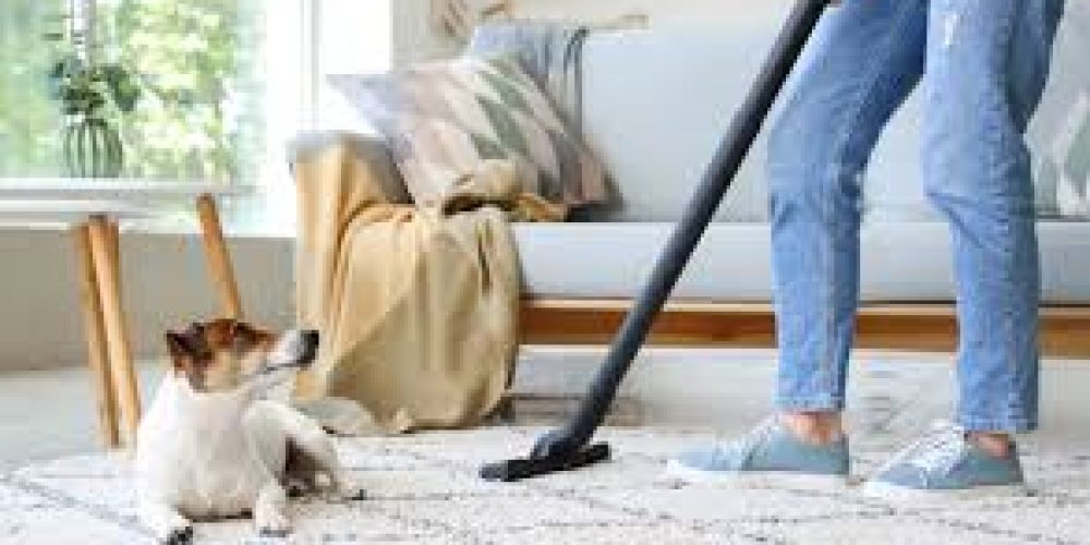 How to Minimize Pet Hair on Carpets